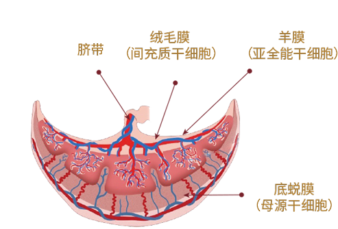 胎盘2
